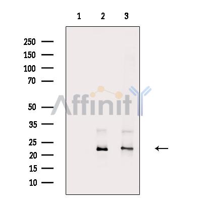 Валидация Affinity DF6702 - 18211