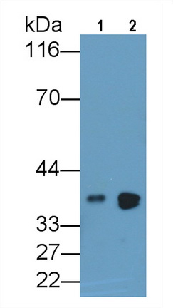 3926