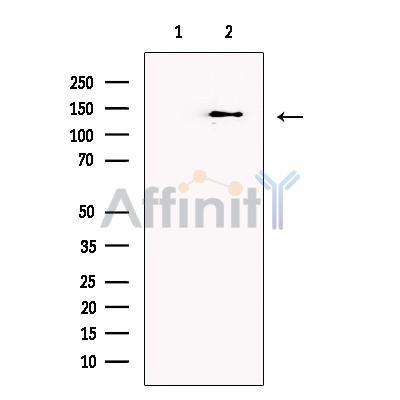 Валидация Affinity DF13431 - 8745