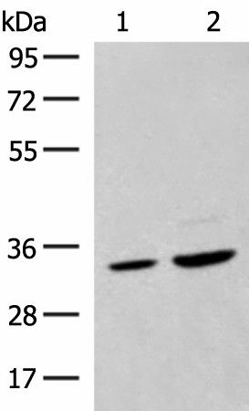 Валидация Elabscience E-AB-18815