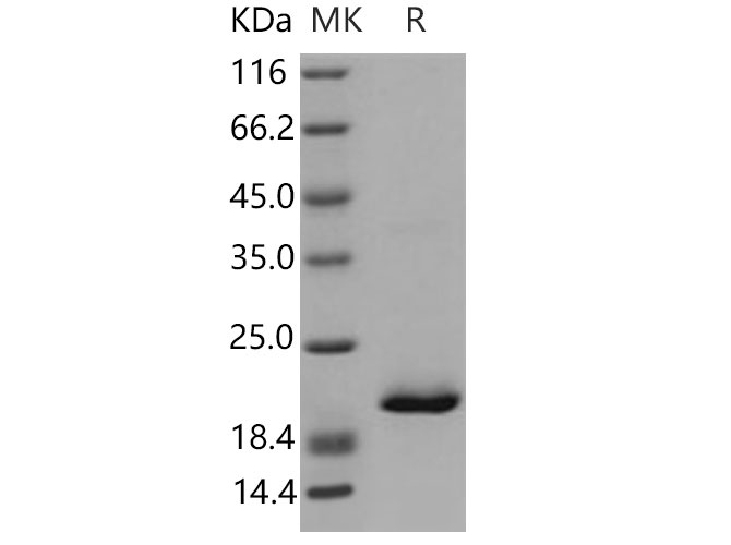 Валидация Elabscience PKSM040828(4792)