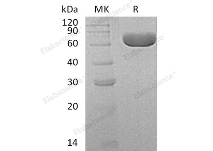 Валидация Elabscience PKSH033053(3426)