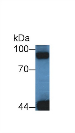 13781