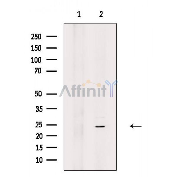 Валидация Affinity DF2650 - 13342