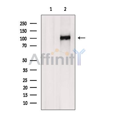 Валидация Affinity DF2274 - 12830