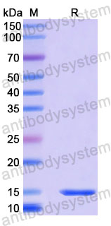 Валидация SDS-PAGE - AntibodySystem RHC34602