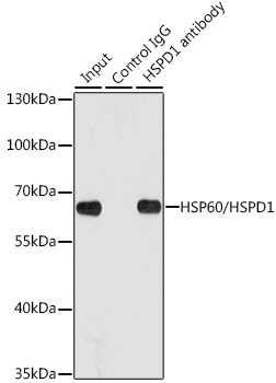 A0969, иммунопреципитация, экстракт клеток HeLa (1249)