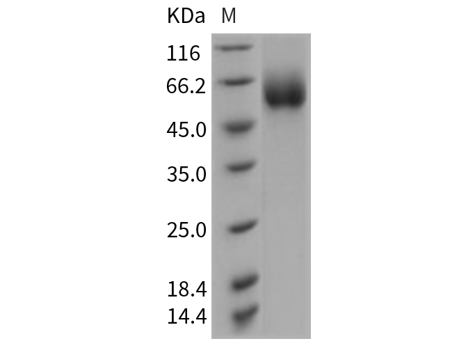 Валидация Elabscience PKSR030219(5577)