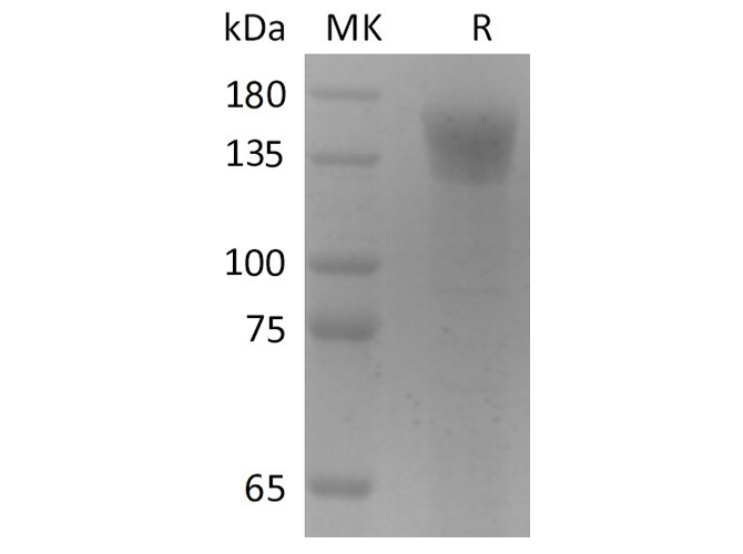 Валидация Elabscience PKSR030480(5785)