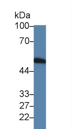 9904
