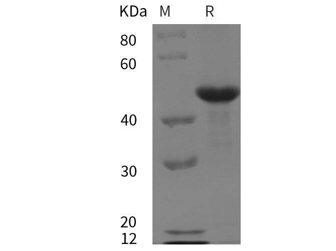 Валидация Elabscience PDEM100276(606)