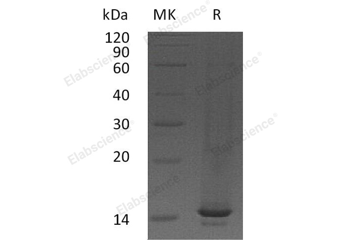 Валидация Elabscience PKSM040984(4921)
