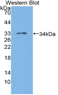 51181