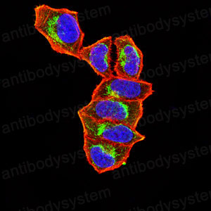 Валидация IF - AntibodySystem RHA29902