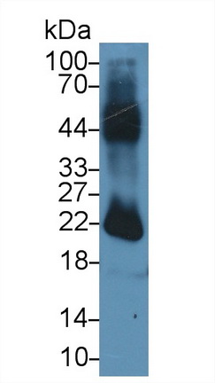14753