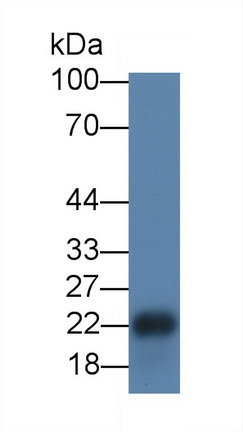 19464