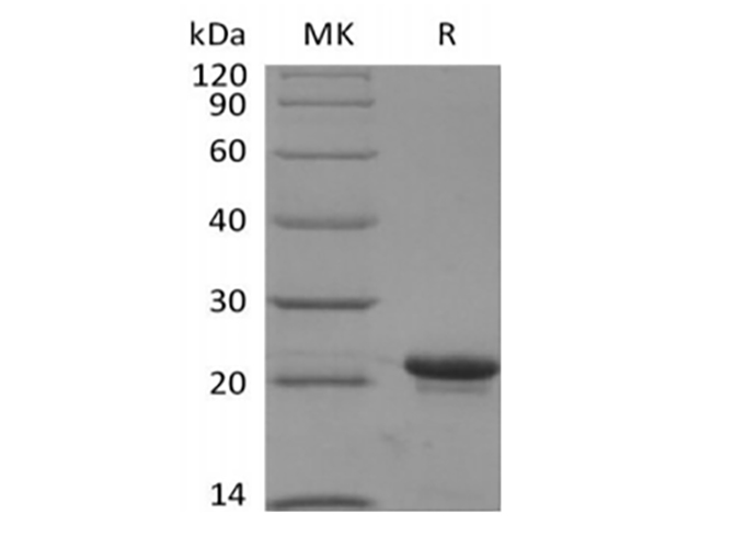 Валидация Elabscience PKSH033952(4181)