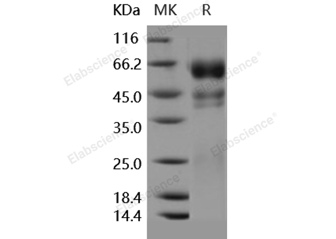 Валидация Elabscience PKSH031776(2411)