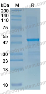 YVV09601, SDS-PAGE