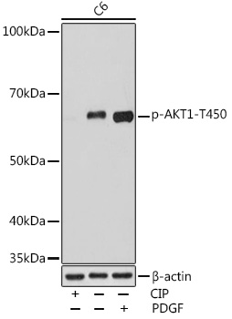AP0980, вестерн-блоттинг, лизат клеток C6 (27879)