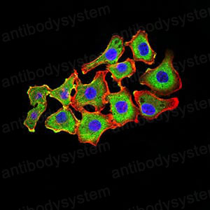 Валидация IF - AntibodySystem RHF12003