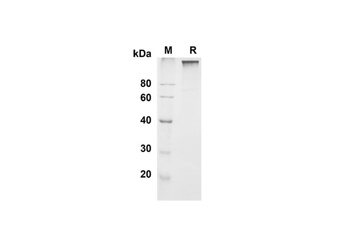 Валидация Elabscience PDMM100136(1096)