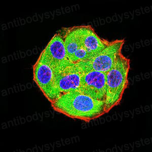 Валидация IF - AntibodySystem RHF11403