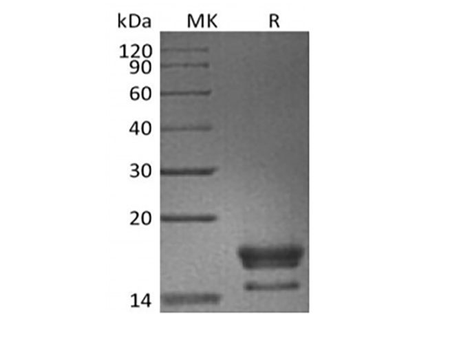 Валидация Elabscience PKSQ050094(5462)