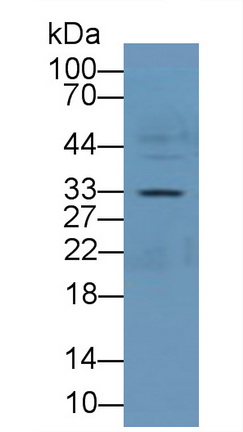 11936
