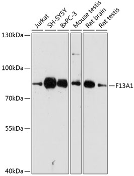 Валидация Elabscience E-AB-65050