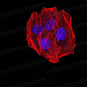 Валидация IF - AntibodySystem RHB81903 (162)