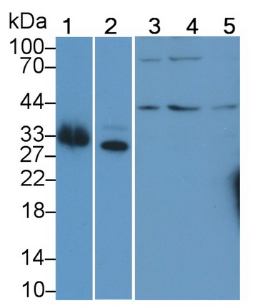 21813