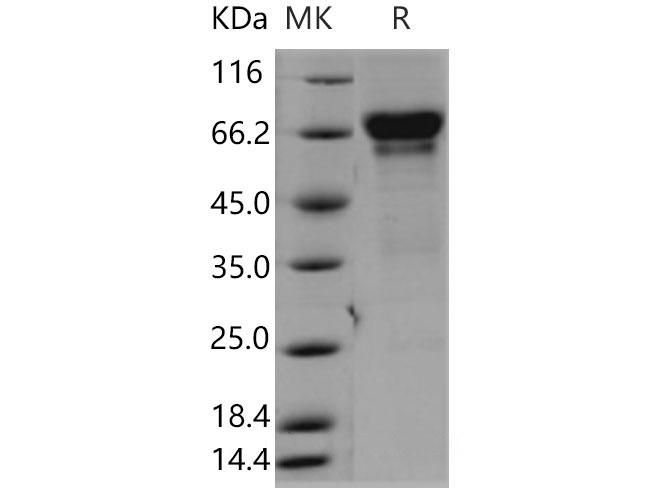 Валидация Elabscience PKSM040474(4470)