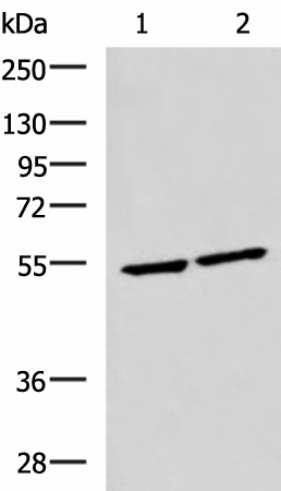 Валидация Elabscience E-AB-19511