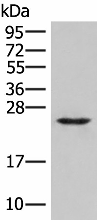 Валидация Elabscience E-AB-53432