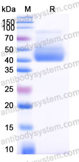 EHD19404, SDS-PAGE