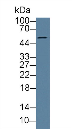 8717