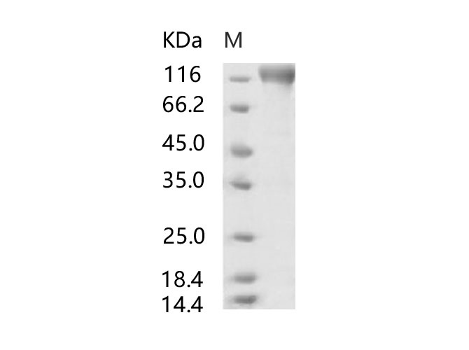 Валидация Elabscience PKSV030107(5884)