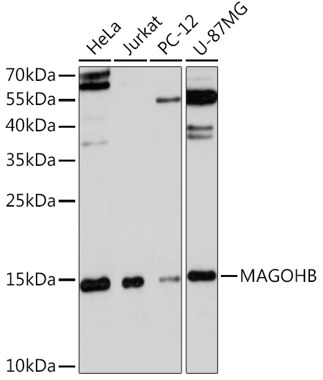 Валидация Elabscience E-AB-91466