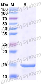 Валидация SDS-PAGE - AntibodySystem RHE02701