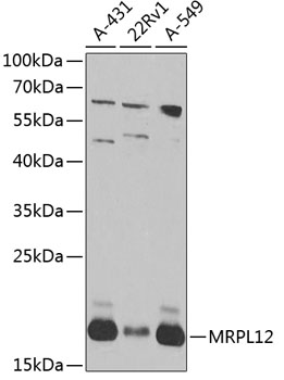 Валидация Elabscience E-AB-62899