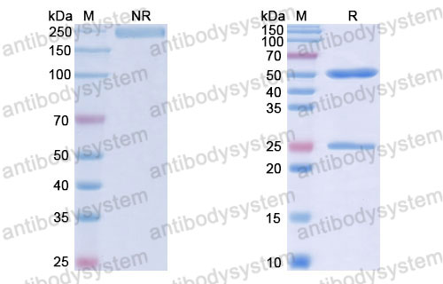 Валидация SDS-PAGE - AntibodySystem RHJ92821