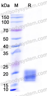 EHD98102, SDS-PAGE