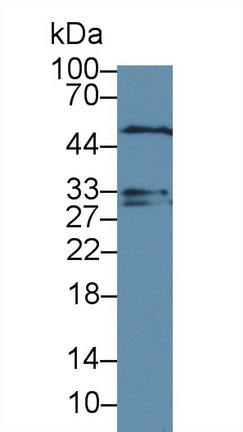8726