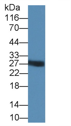 46263