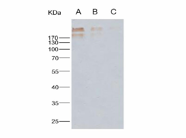 Валидация Elabscience E-AB-V1261