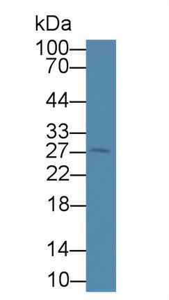 40782