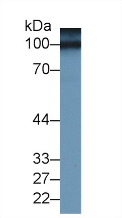 14493