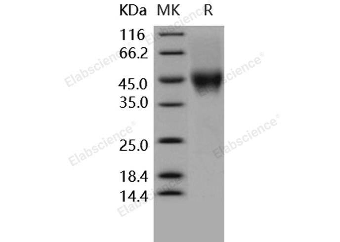 Валидация Elabscience PKSH030283(1230)