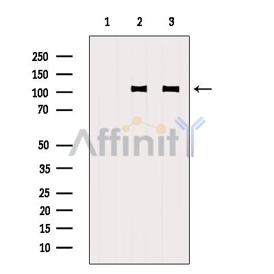 Валидация Affinity DF6293 - 17605
